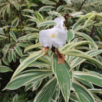 Hellenia speciosa (J.Koenig) S.R.Dutta